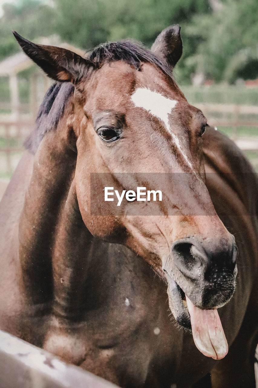 Close-up portrait of a horse