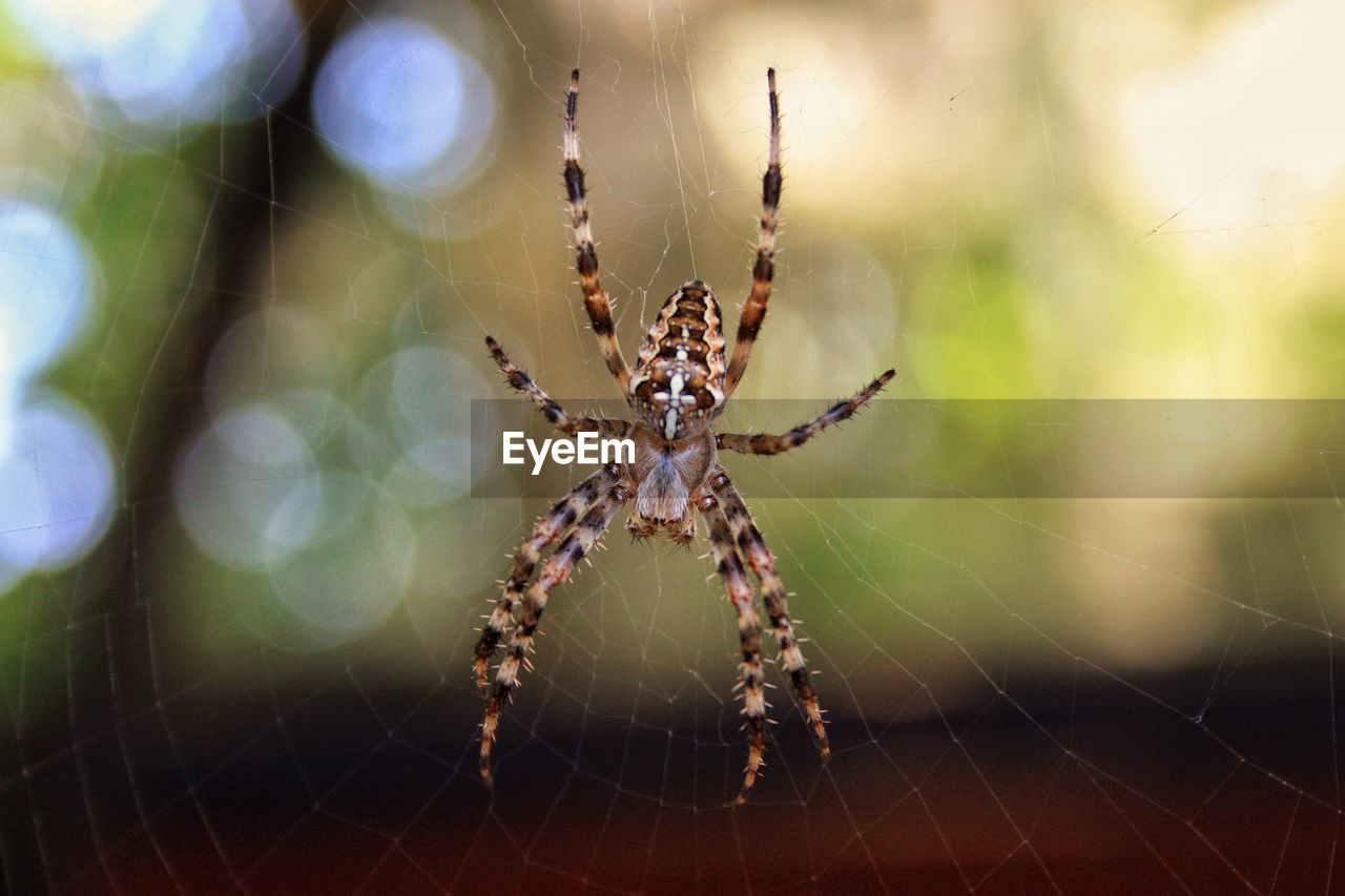 CLOSE-UP OF SPIDER AND WEB