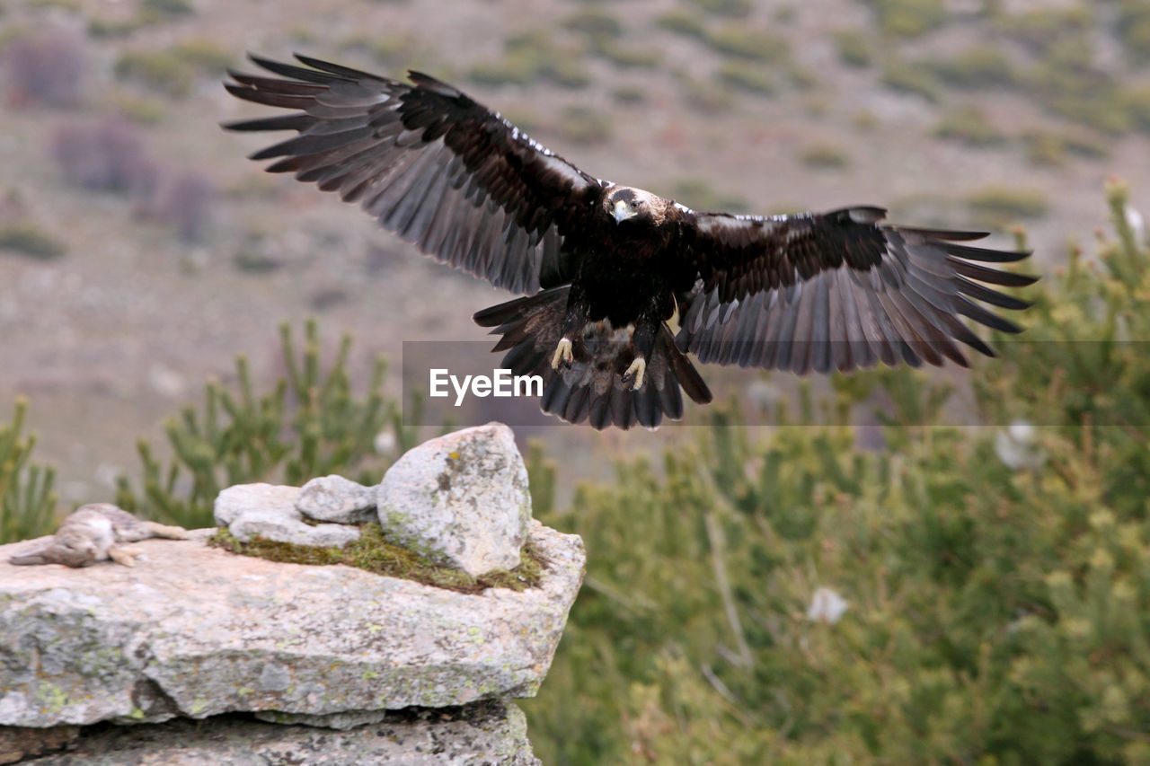 CLOSE-UP OF EAGLE FLYING