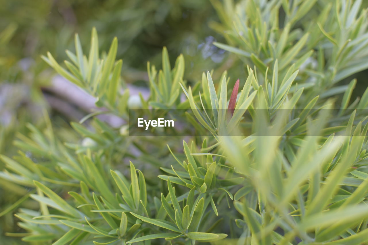 CLOSE-UP OF FRESH GREEN PLANT