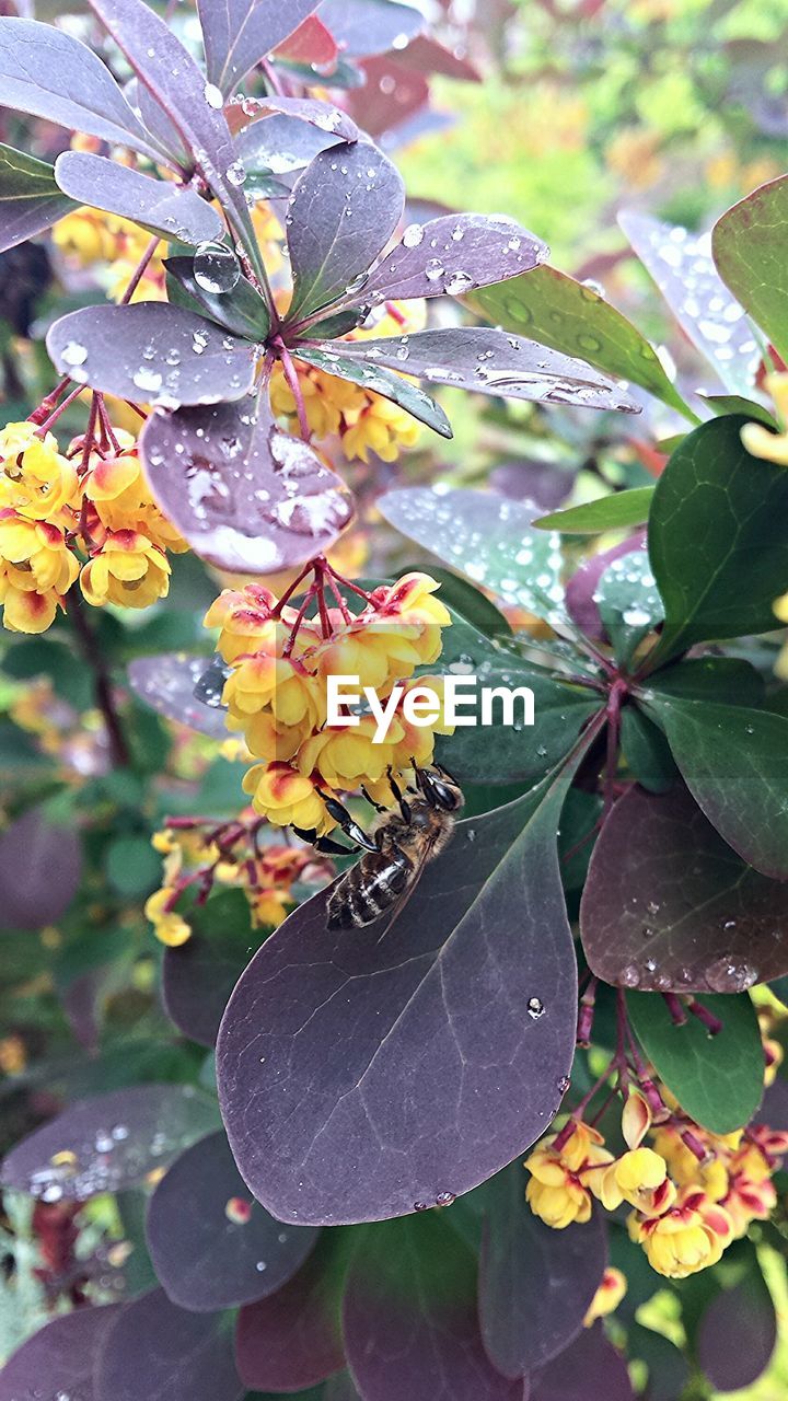 Close-up of bee pollinating flowers