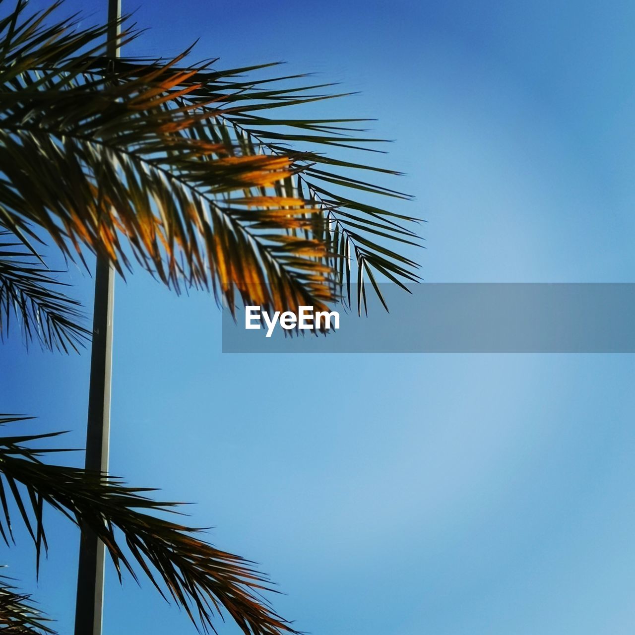 LOW ANGLE VIEW OF PALM TREE AGAINST CLEAR BLUE SKY