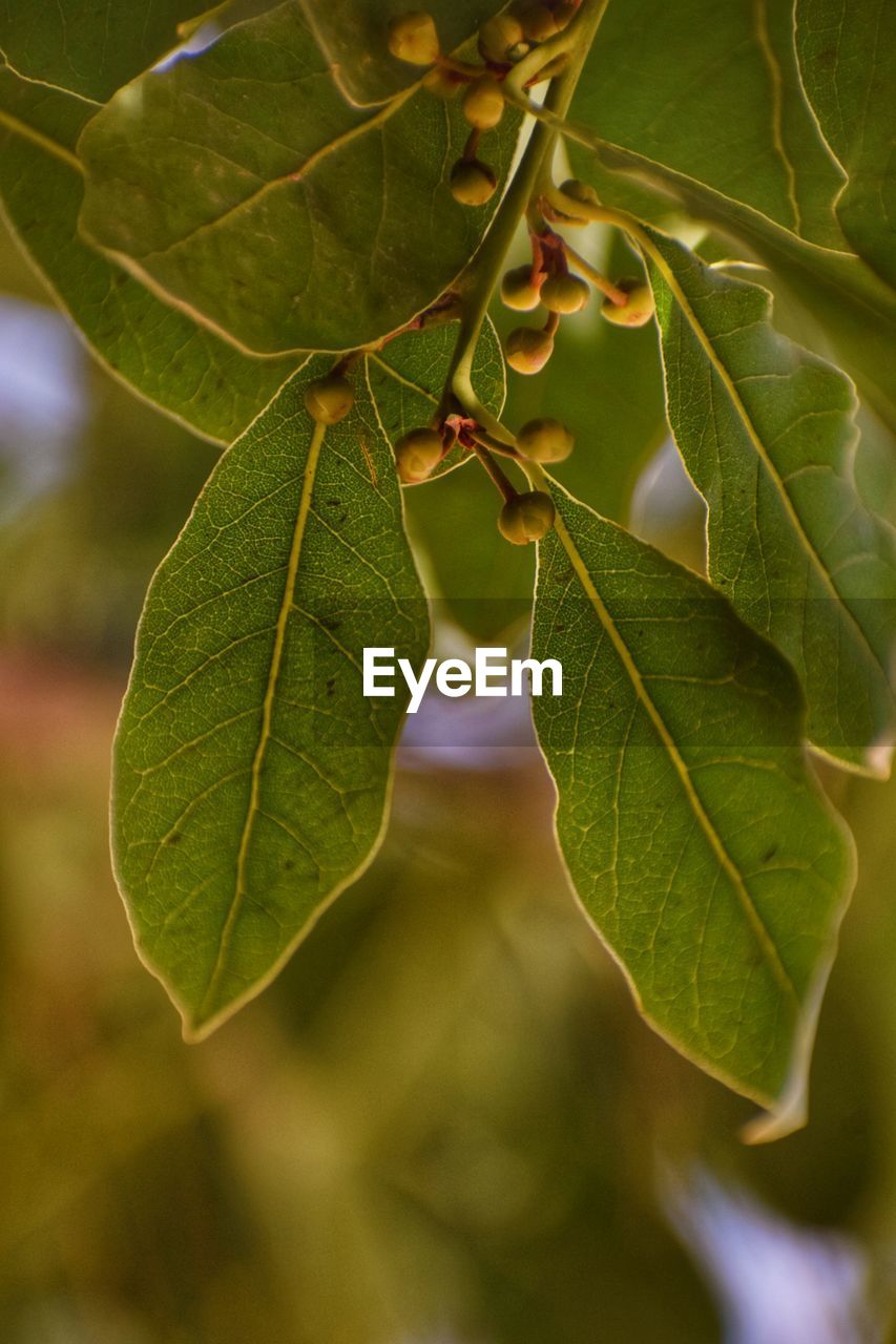 leaf, plant part, tree, green, plant, branch, nature, close-up, food and drink, food, no people, flower, fruit, produce, shrub, sunlight, outdoors, autumn, growth, beauty in nature, healthy eating, leaf vein, freshness, environment, day, focus on foreground