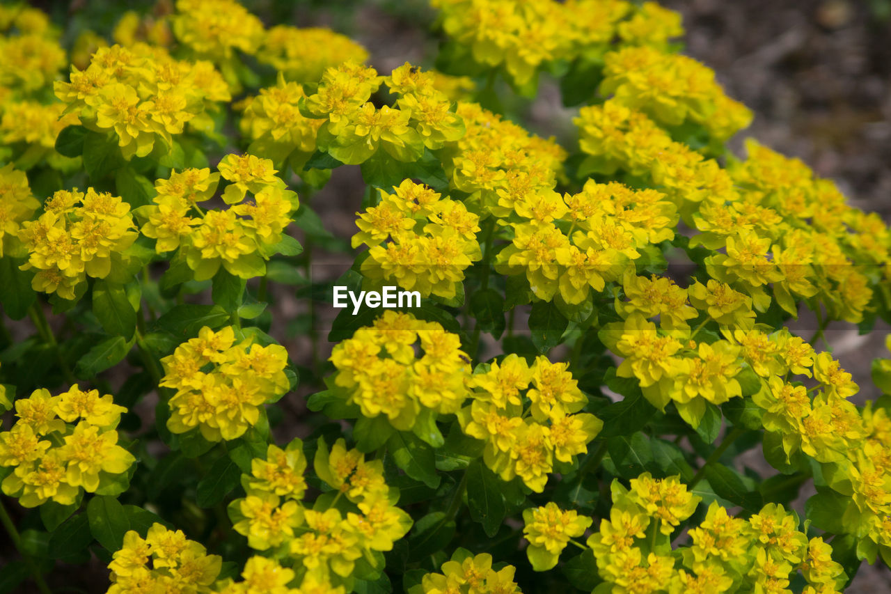 Detail shot of yellow flowers