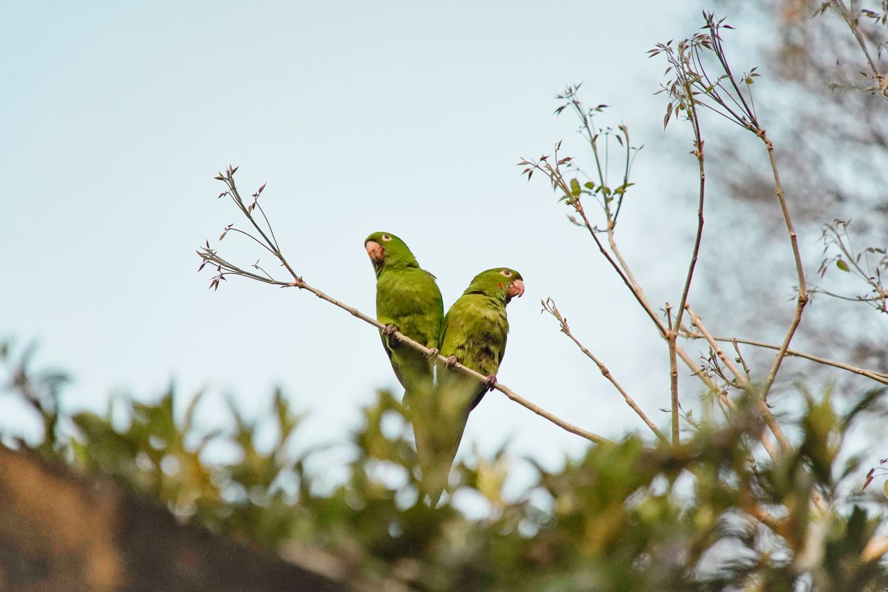 LOW ANGLE VIEW OF BIRDS PERCHING ON BRANCH