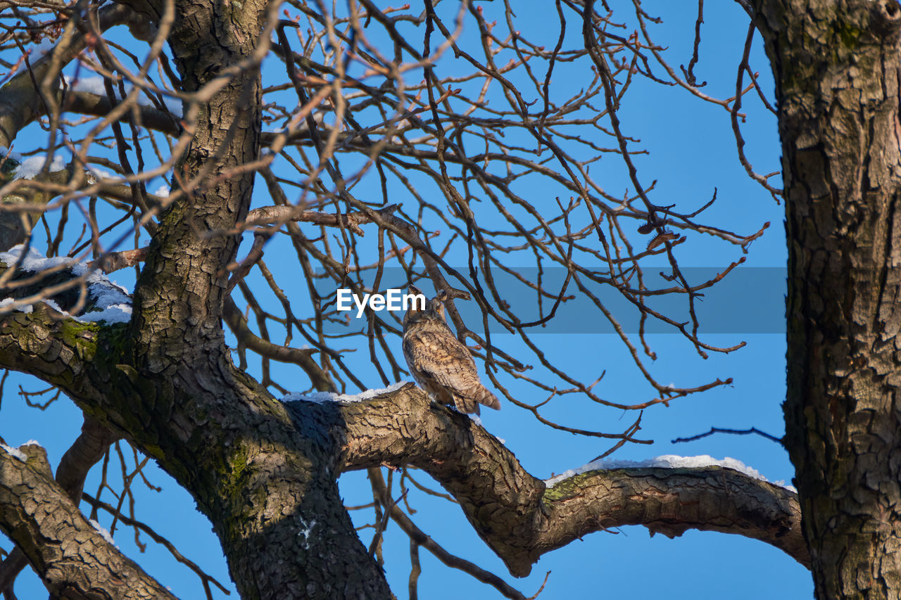 LOW ANGLE VIEW OF BARE TREE AGAINST CLEAR SKY