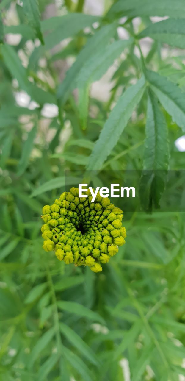 Close-up of yellow flowering plant