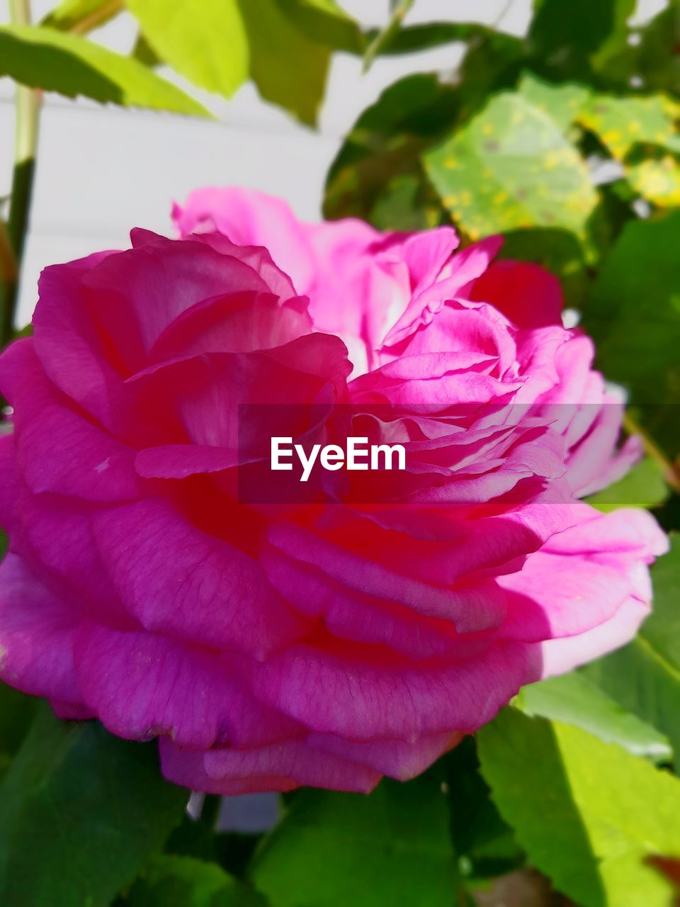 CLOSE-UP OF PINK ROSES