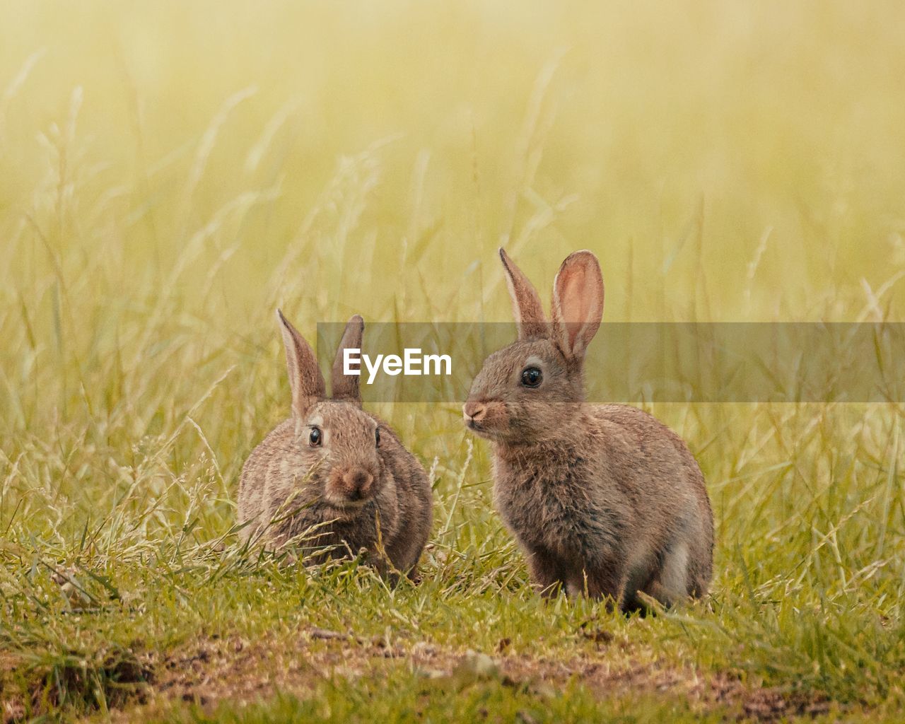 Pair of wild rabbits in grassland