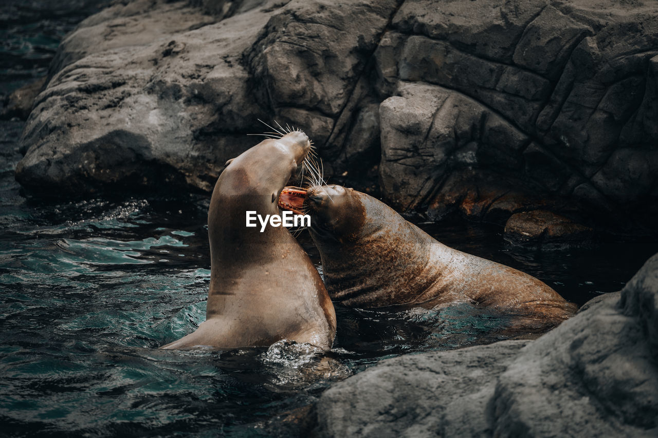 Close-up of sea lion