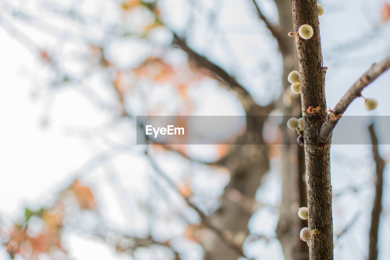 Close-up of cherry blossom on tree