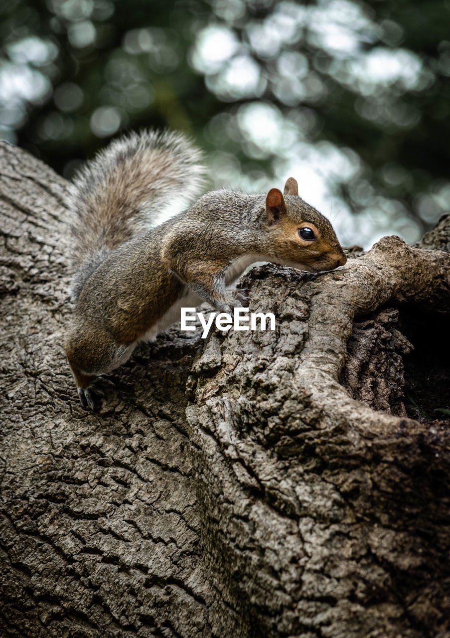 Close-up of squirrel on tree trunk