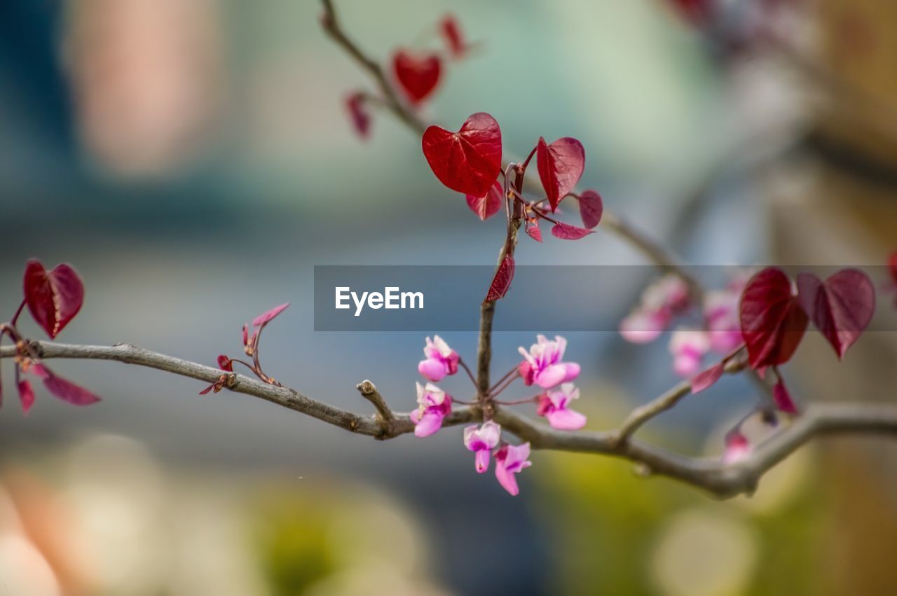 Close-up of pink flowering plant