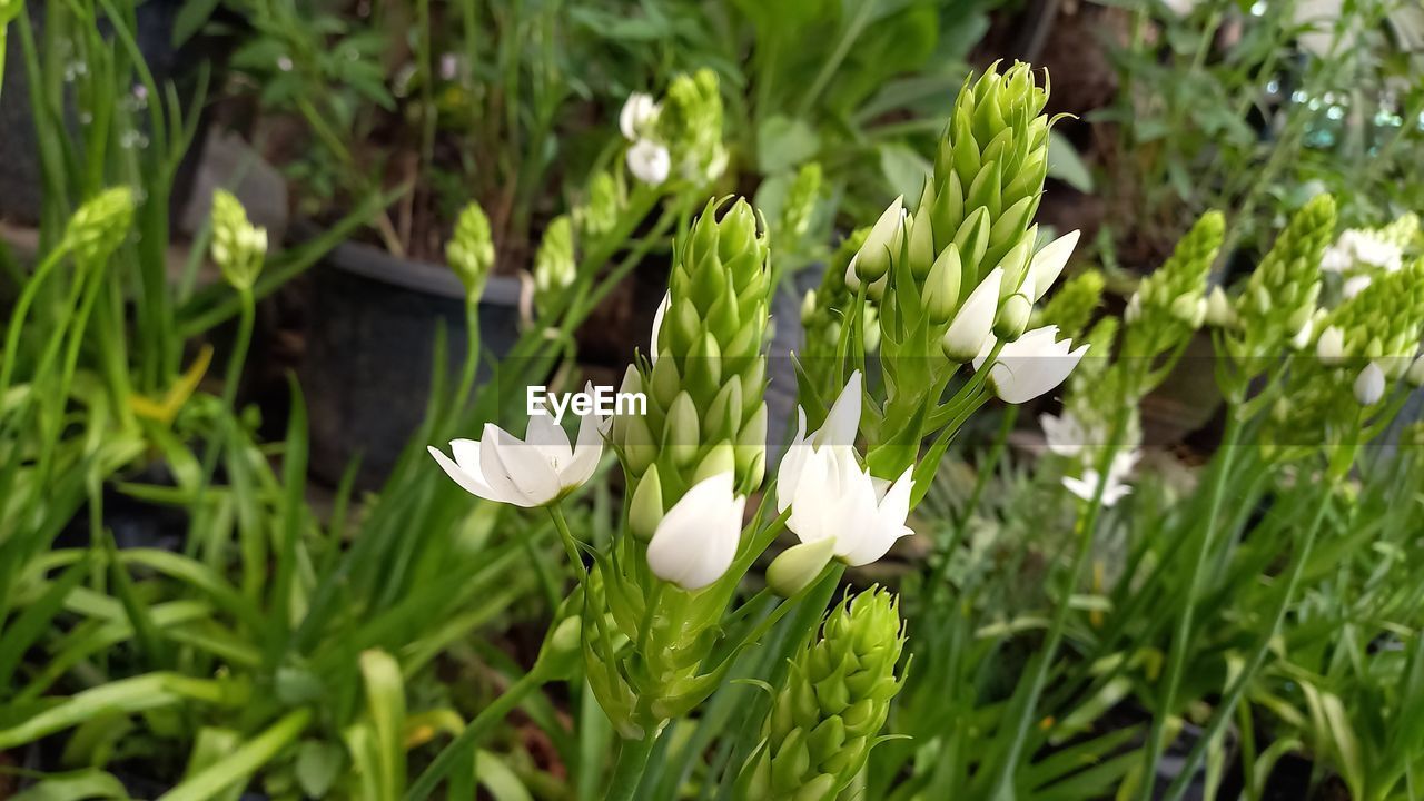 plant, growth, flower, beauty in nature, flowering plant, green, nature, freshness, white, grass, close-up, fragility, leaf, no people, plant part, day, petal, focus on foreground, outdoors, wildflower, land, inflorescence, flower head, meadow, snowdrop, springtime, field