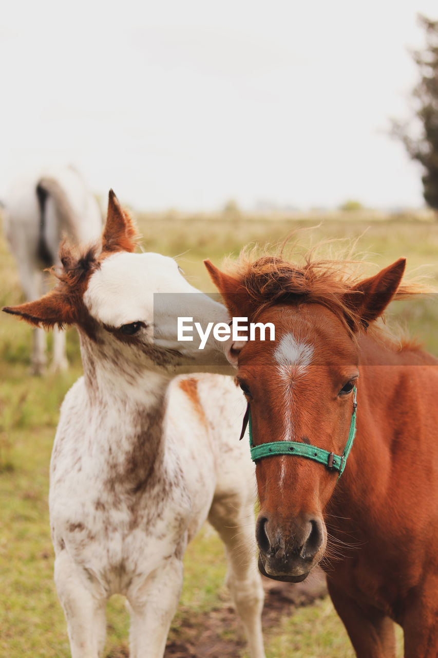 Horse in field. hoses kissing