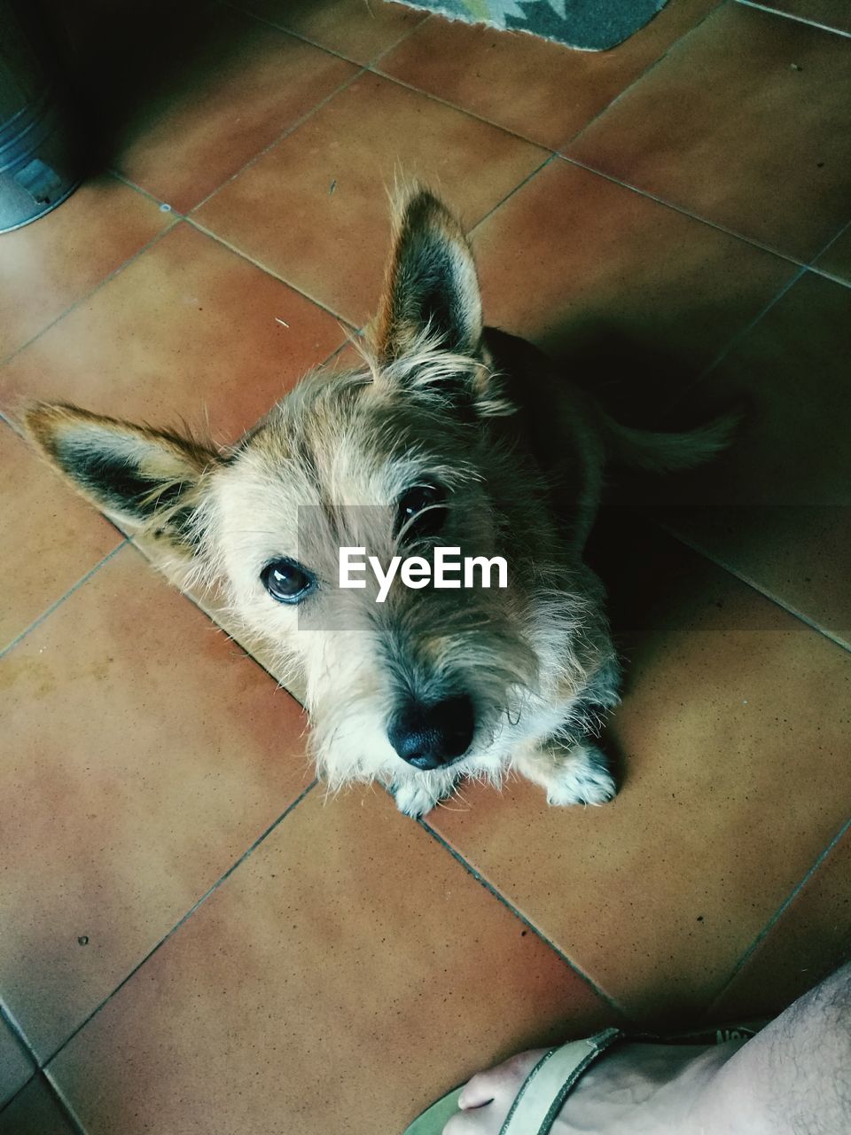 HIGH ANGLE PORTRAIT OF DOG IN PEN