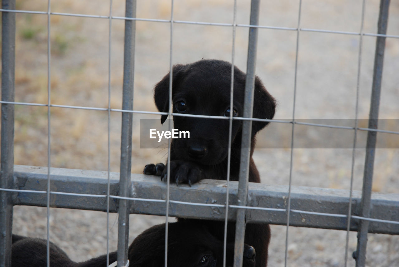 PORTRAIT OF BLACK DOG LOOKING THROUGH METAL FENCE
