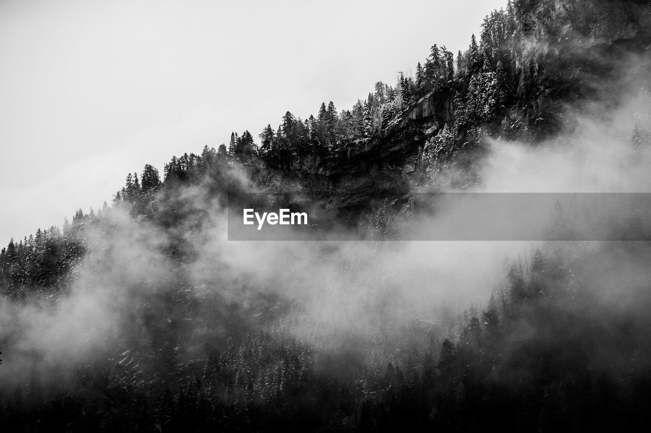 Forest on hill in fog