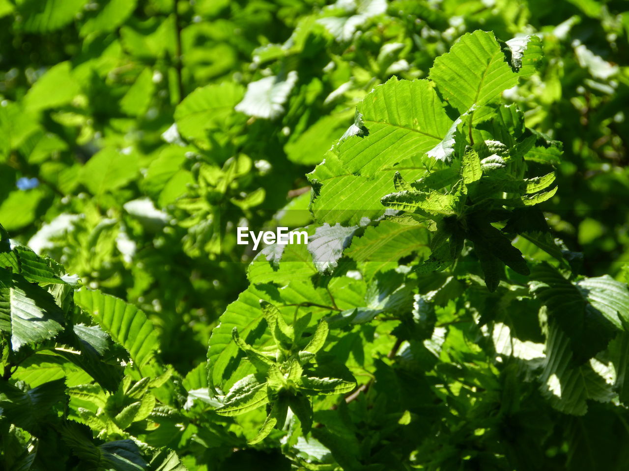 Close-up of green leaves