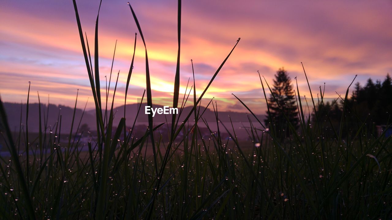 PLANTS GROWING ON FIELD AT SUNSET