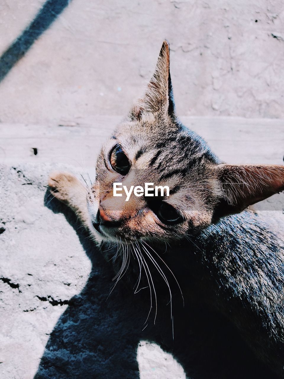 Close-up portrait of a cat