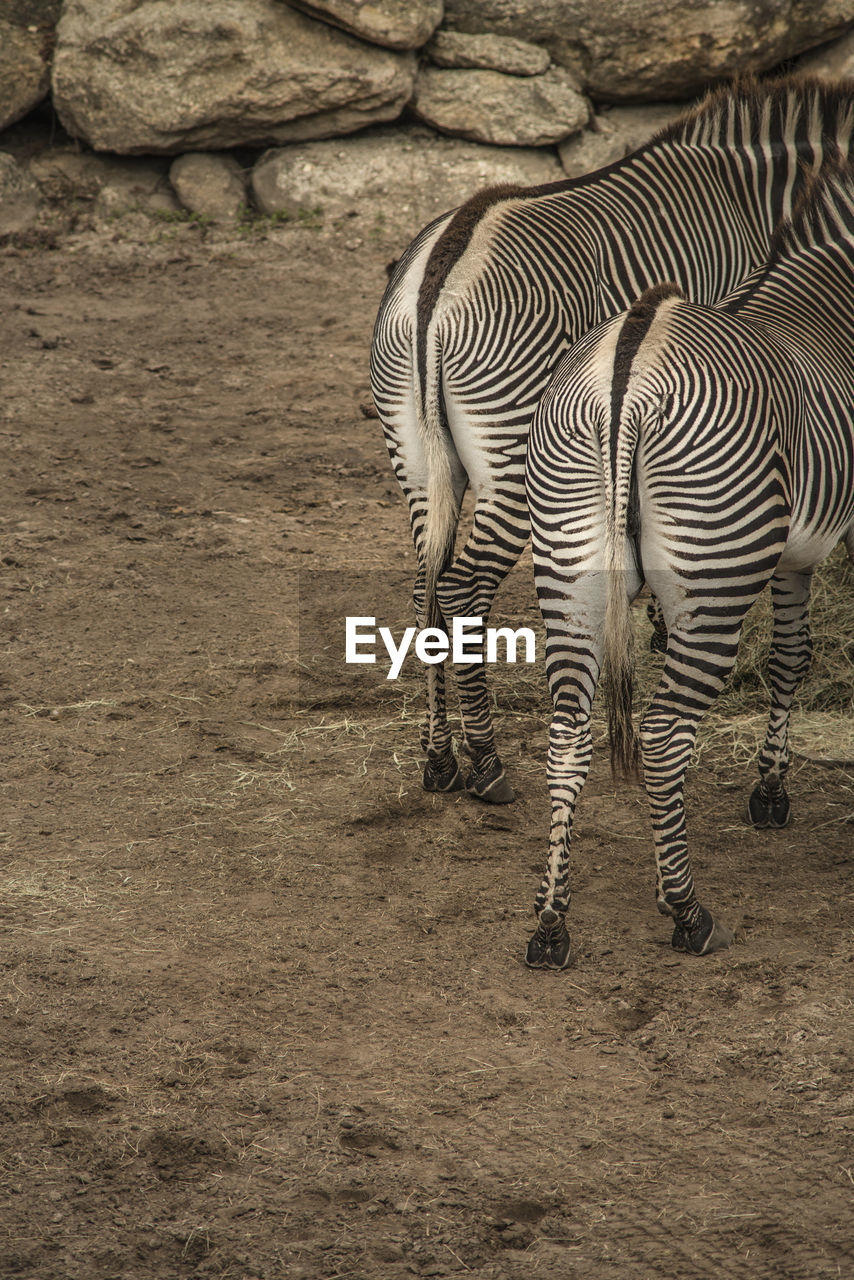 Zebras standing on ground