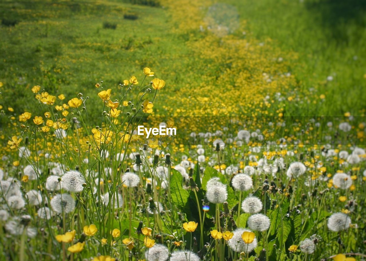 Flowers blooming on grassy field