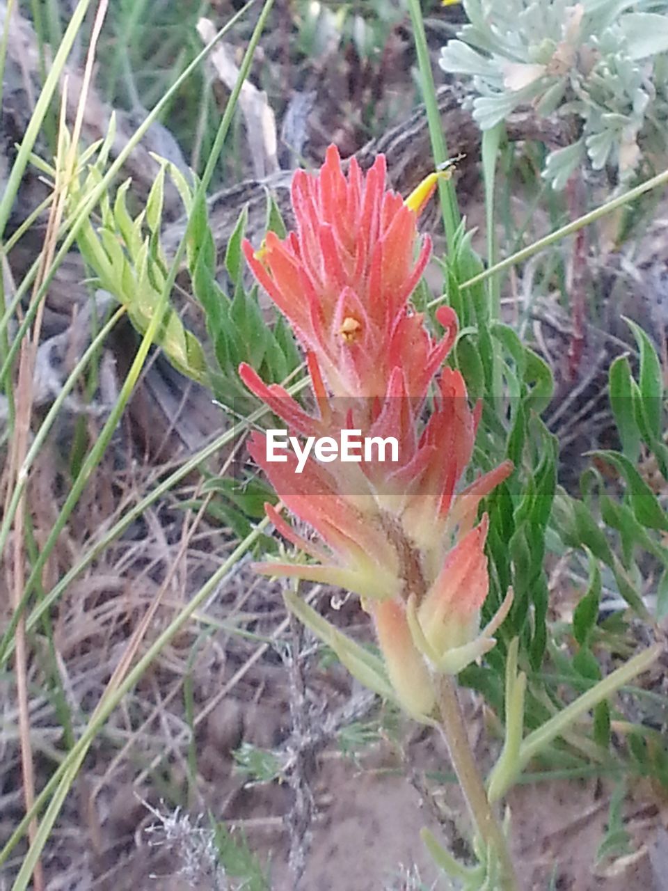 CLOSE-UP OF RED FLOWERS BLOOMING OUTDOORS