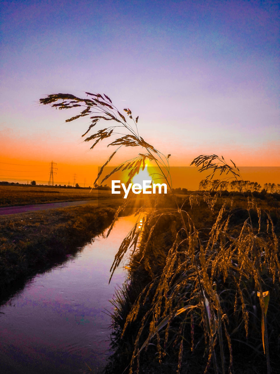 PLANTS GROWING ON LAND AGAINST SKY AT SUNSET