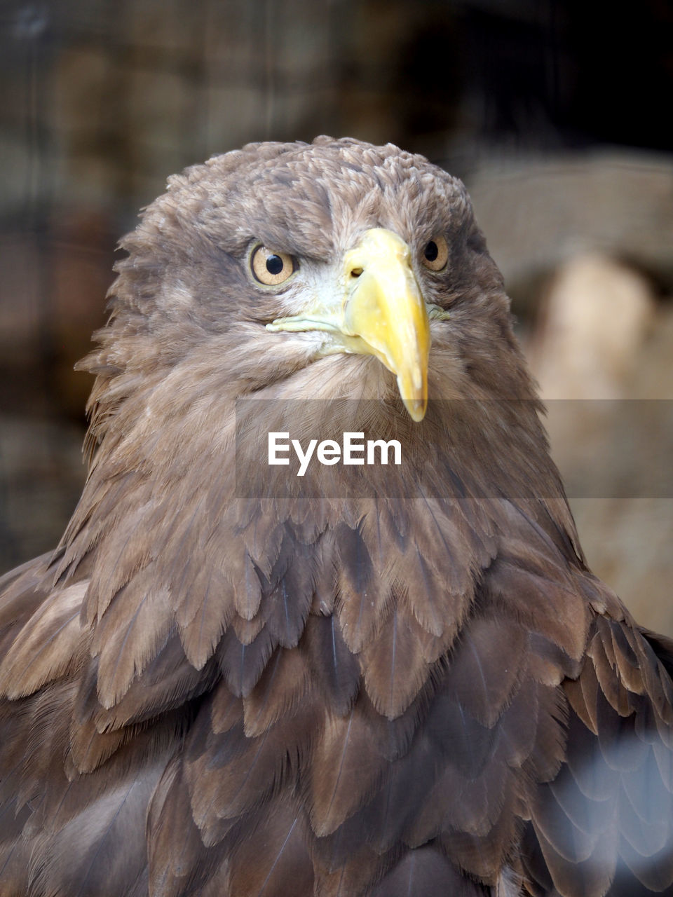 Close-up of eagle