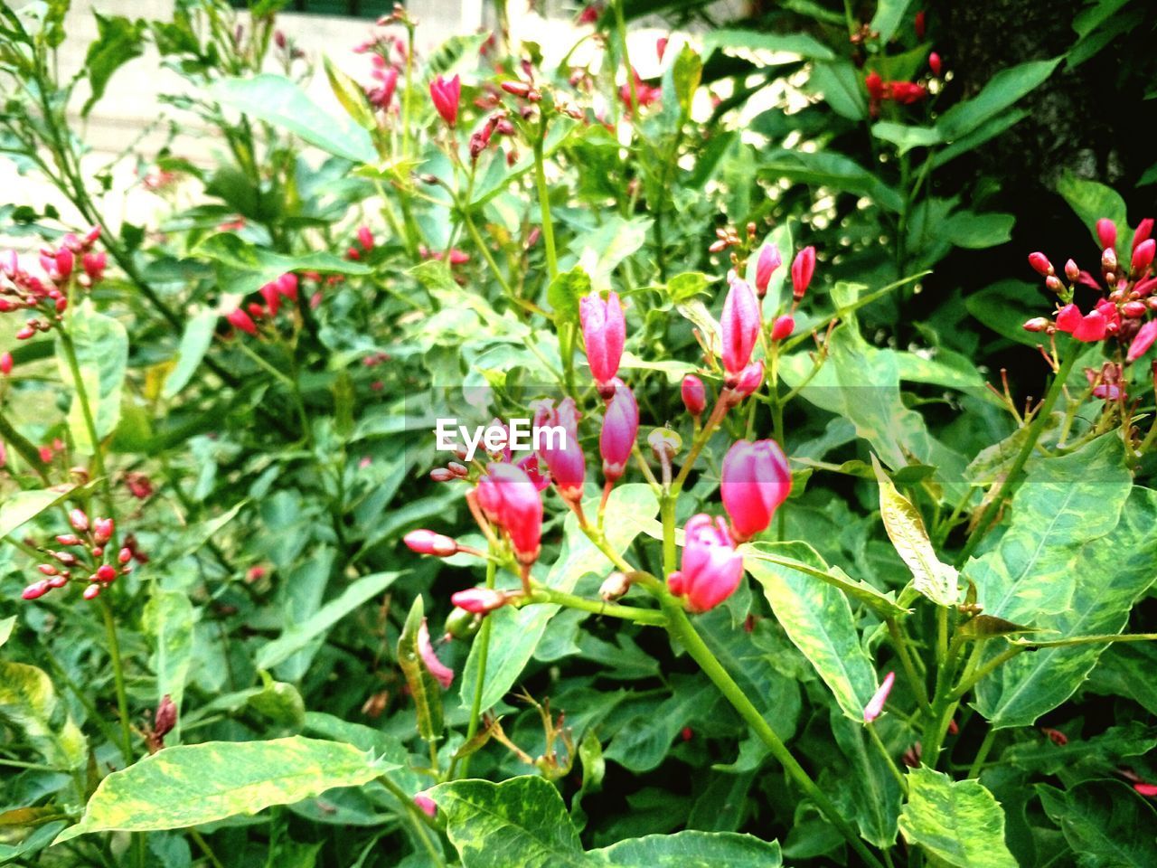 CLOSE-UP OF PLANTS