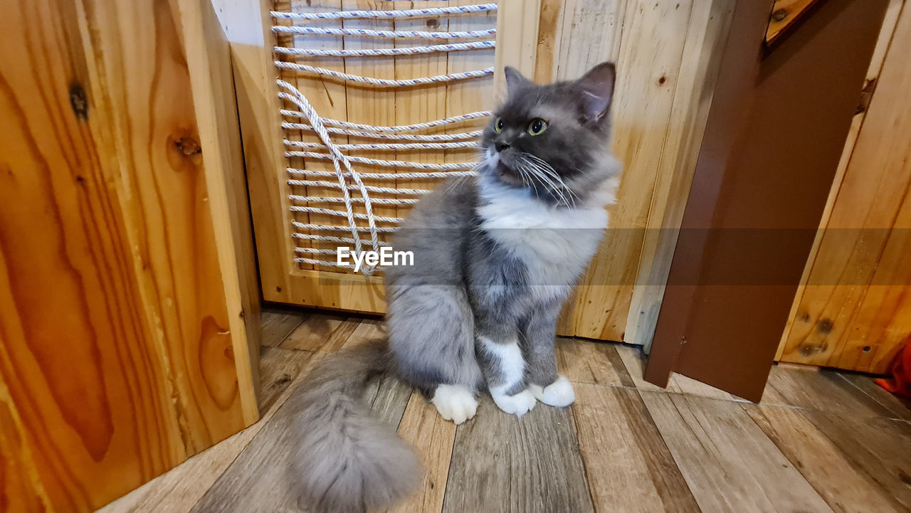 Grey cat is looking at you at neko kepo cat cafe