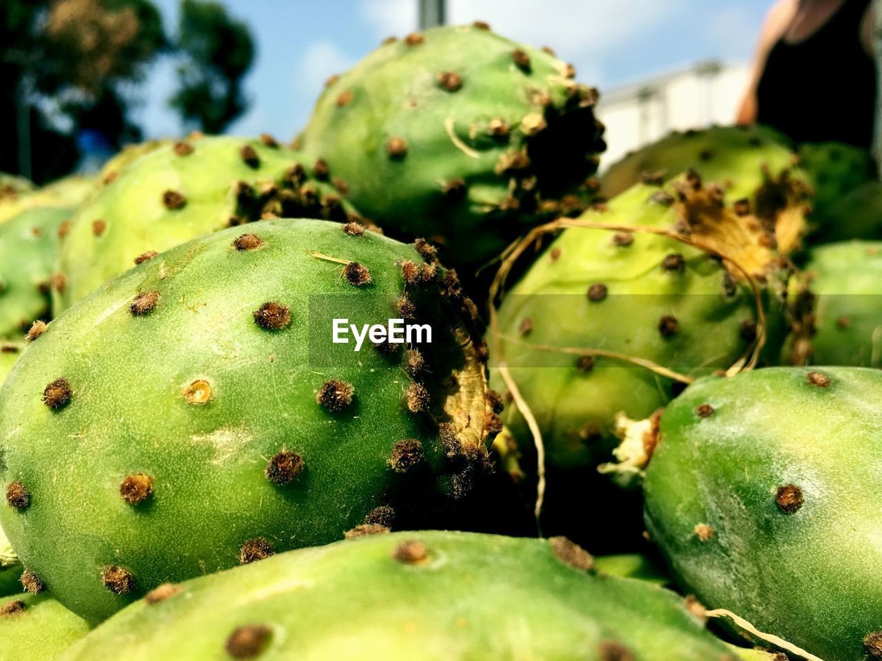 Close-up of prickly pear cactus