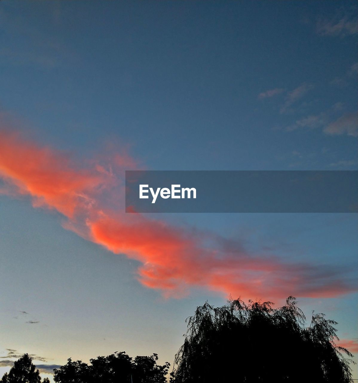 LOW ANGLE VIEW OF SILHOUETTE TREES AGAINST SKY