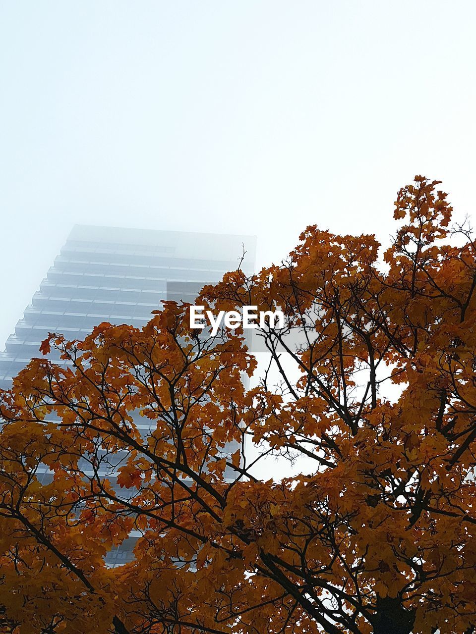 Low angle view of autumn tree against building during foggy weather