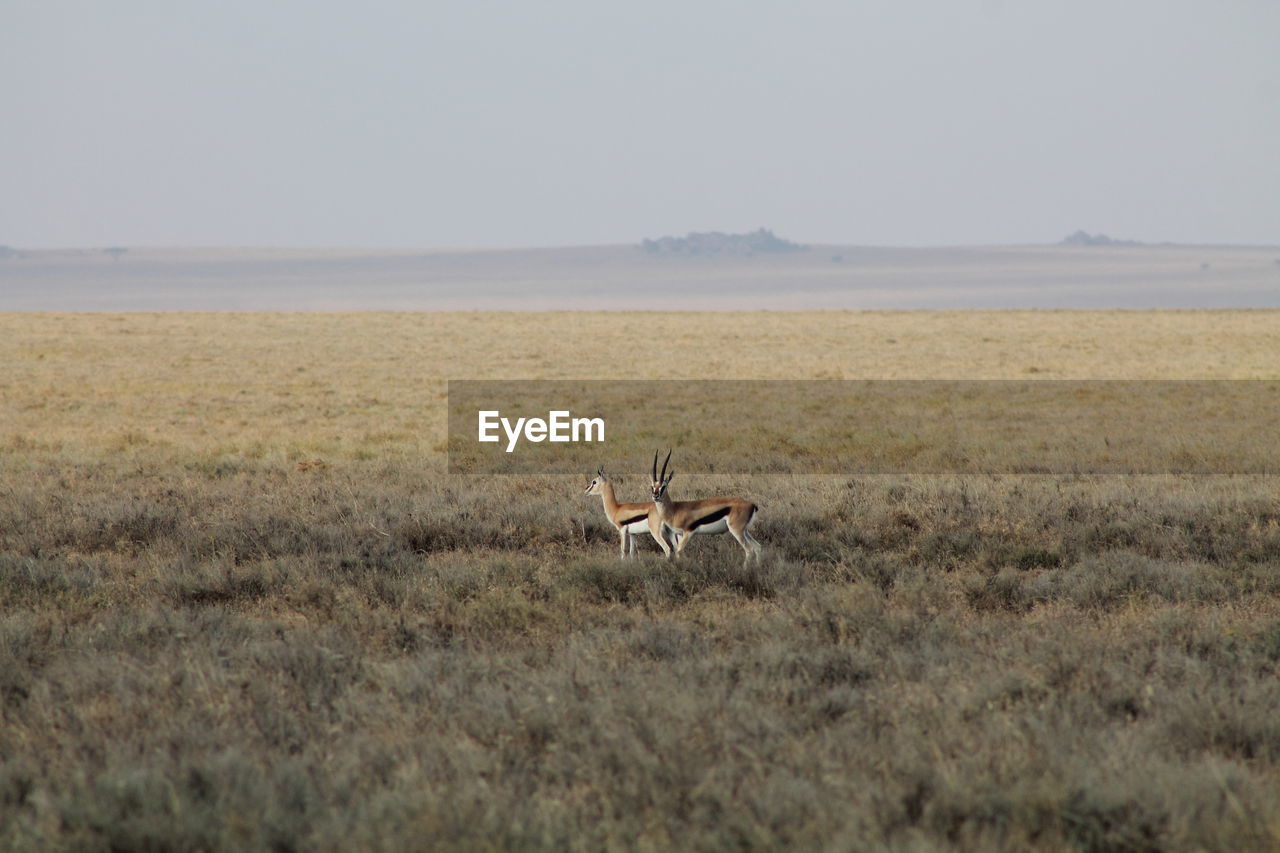 Antelopes on landscape against sky