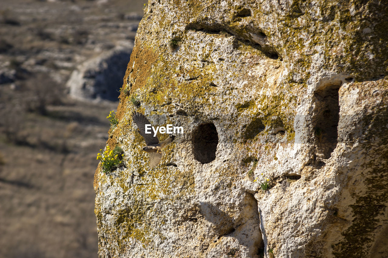 CLOSE-UP OF OLD ROCK ON STONE WALL