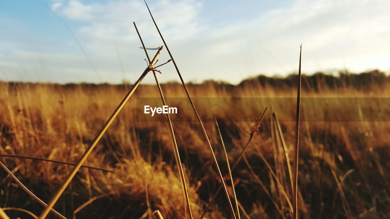 PLANTS GROWING ON FIELD