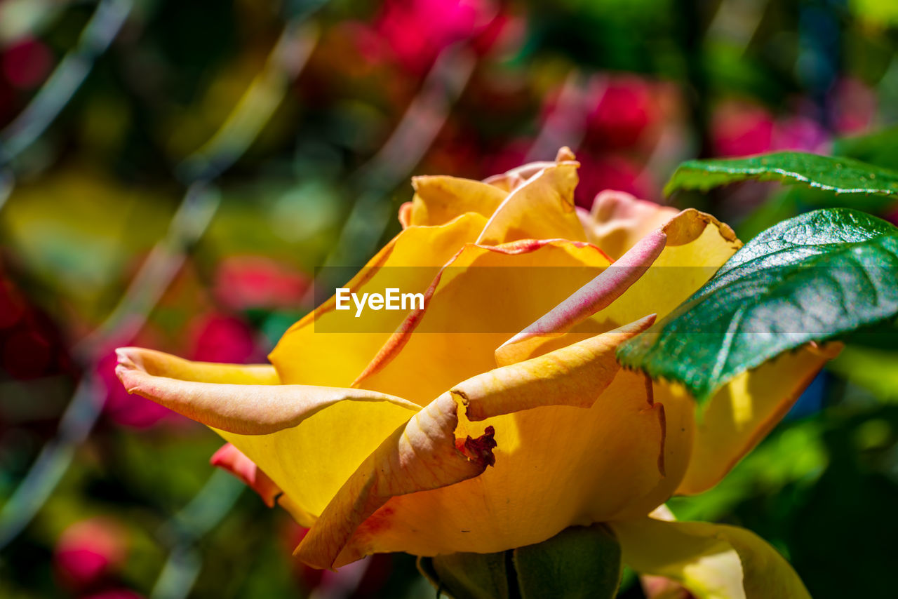 Close-up of yellow rose