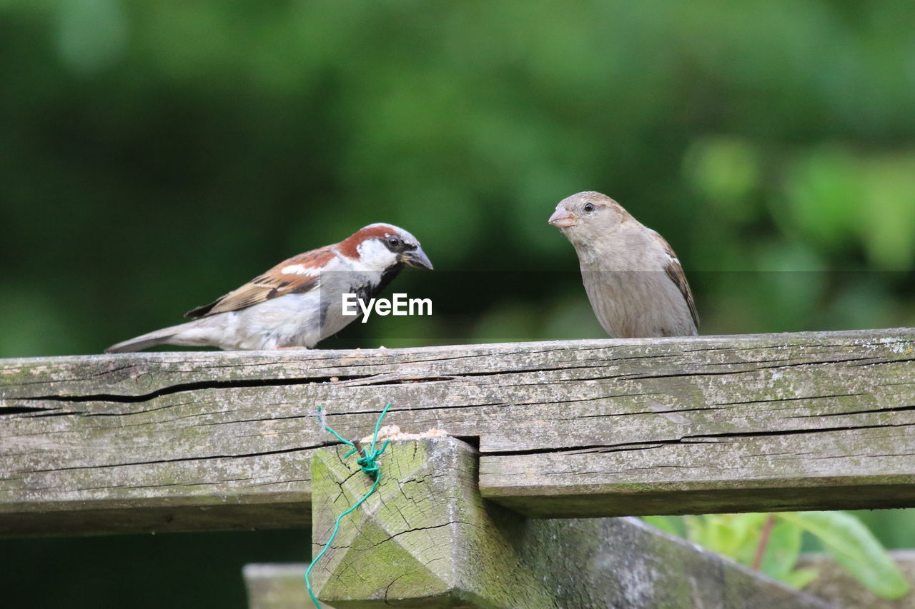 Low angle view of sparrows perching on wood