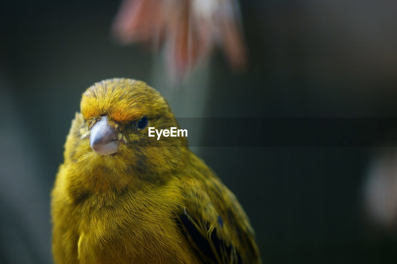 Close-up of a bird