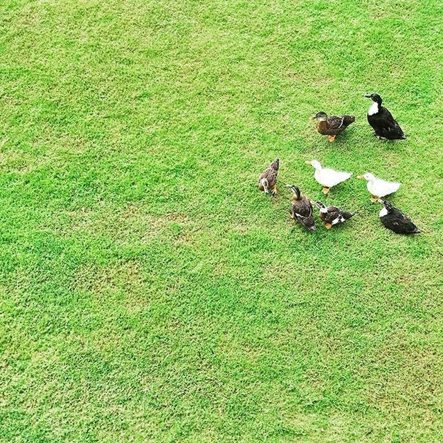 VIEW OF GRASSY FIELD