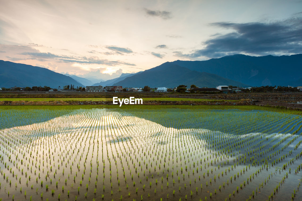 Rice fields and the reflections of the mountains