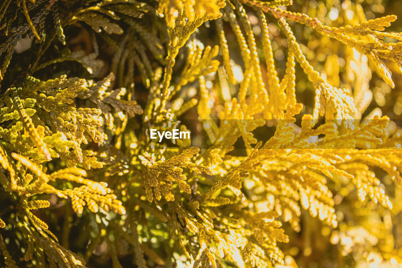 Thuja occidentalis known as gold drop shines brightly with the sun shining today