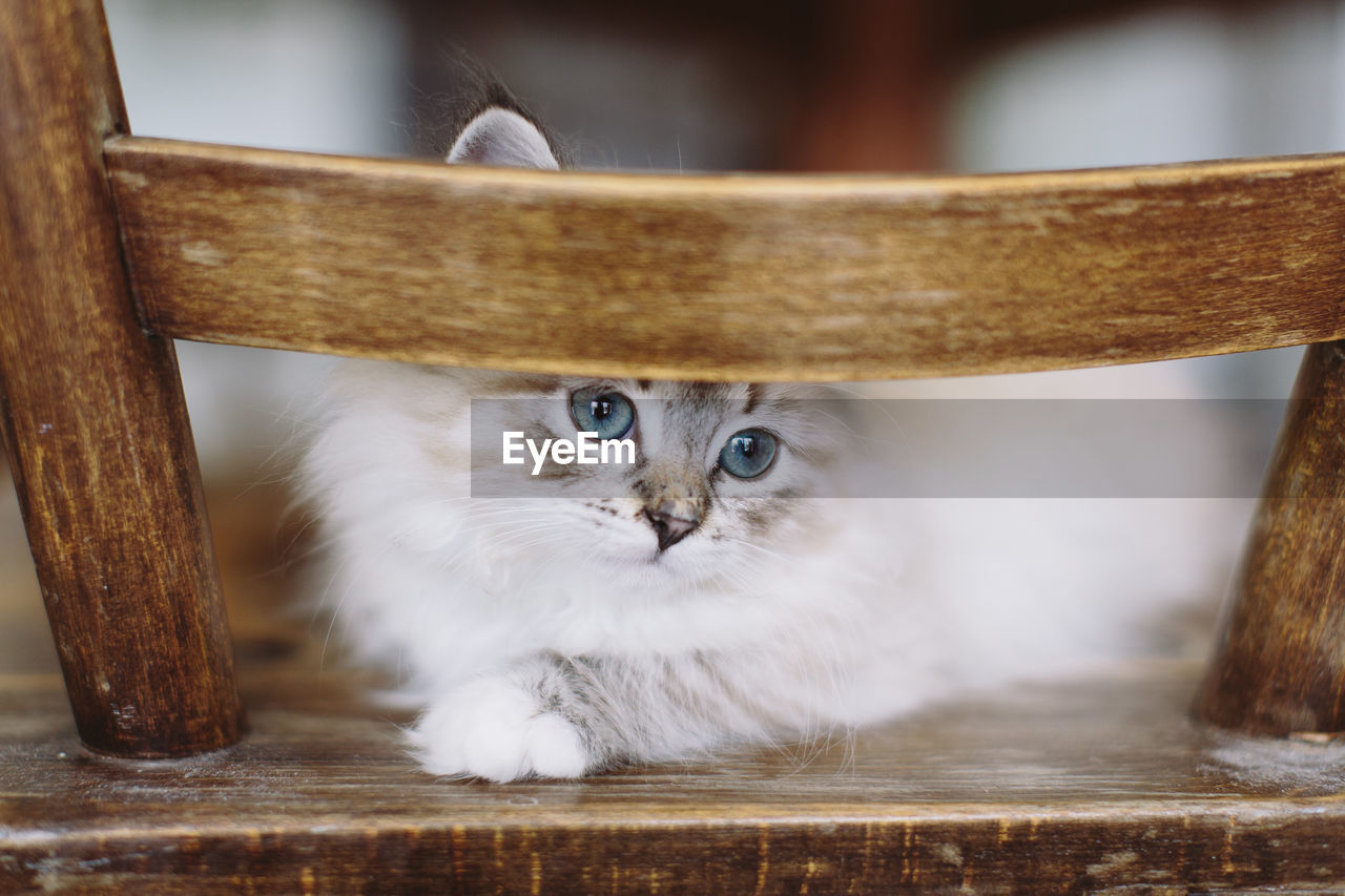 PORTRAIT OF CAT BY TABLE ON WOODEN FLOOR