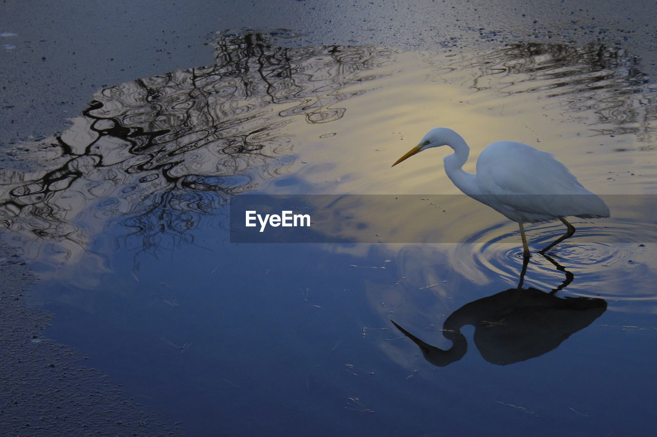 High angle view of egret in lake