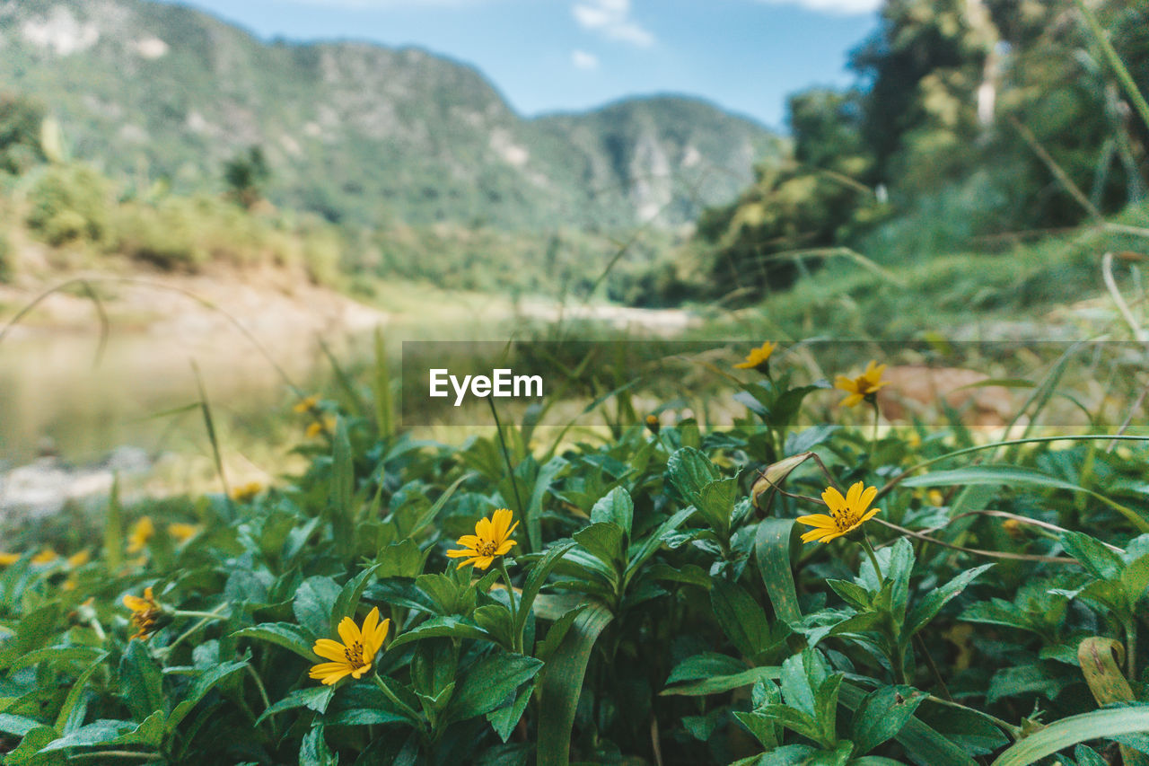 Close-up of yellow flowering plants on field