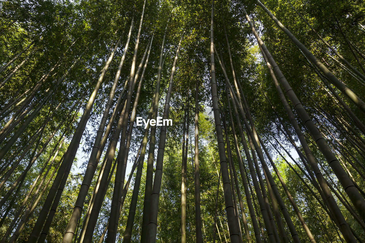 Bamboo forest at arashhiyama district in kyoto, japan