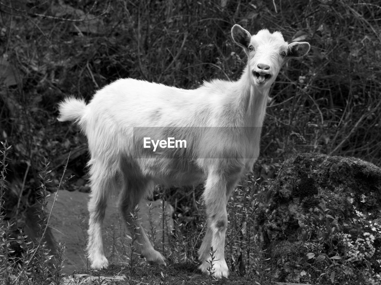 Portrait of goat standing on grass