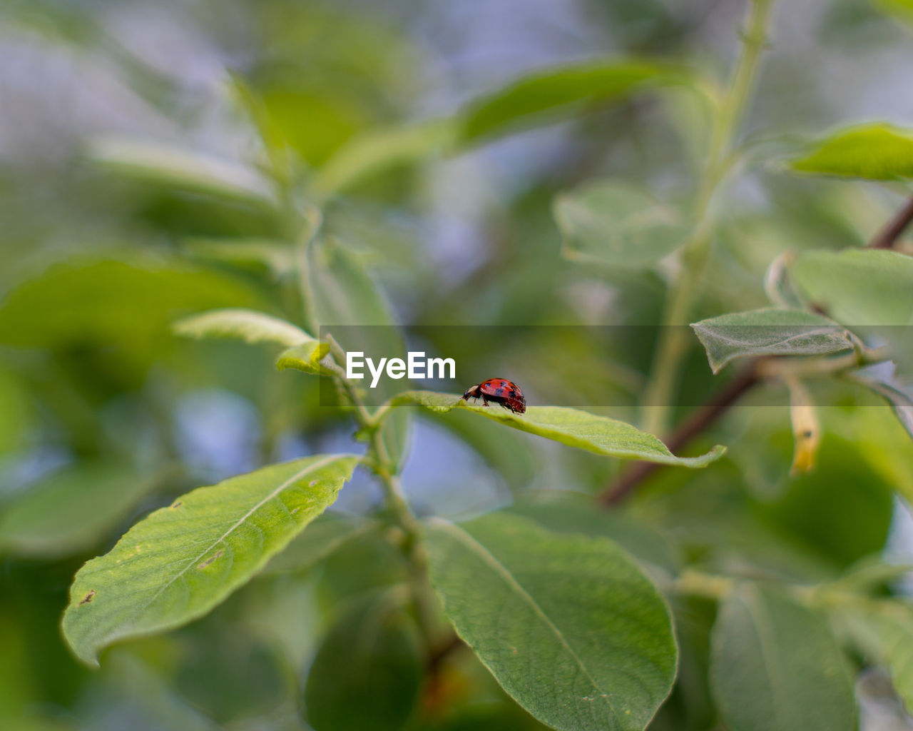 Close-up of ladybug on a tree leaf 